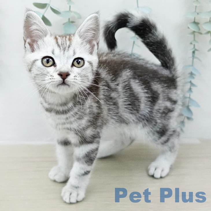 アメリカンショートヘア