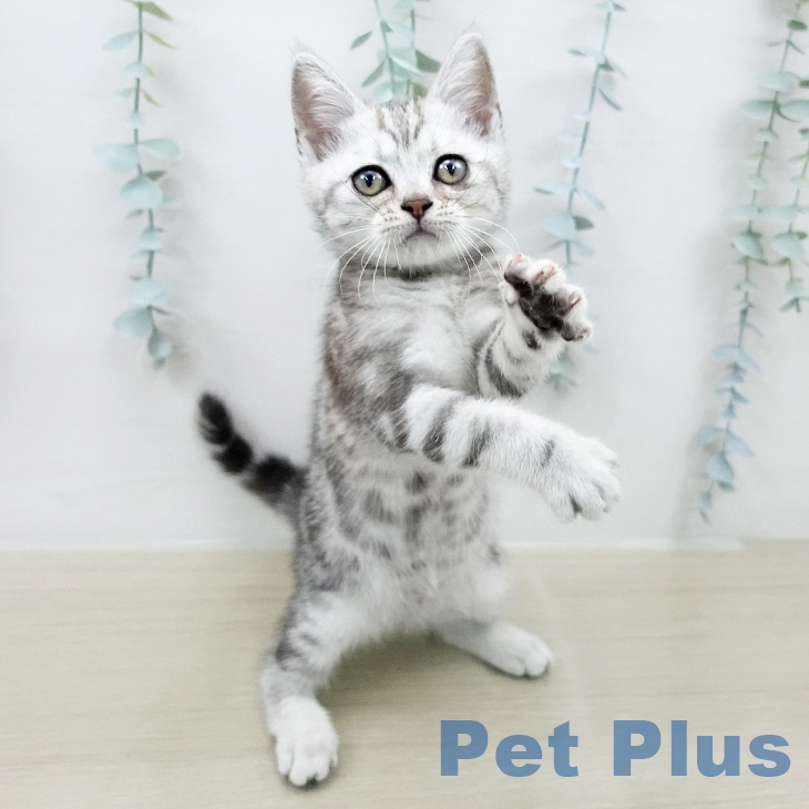 アメリカンショートヘアの写真2