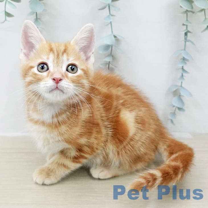 長野県のアメリカンショートヘアー (ペットプラス 松本店/2026年2月6日生まれ/男の子/レッドタビー)の子猫の1枚目の画像