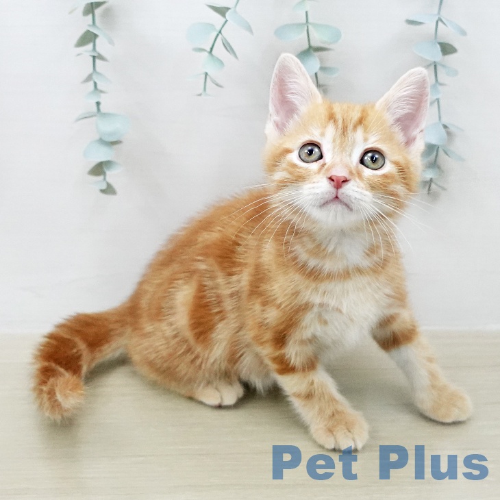 長野県のアメリカンショートヘアー (ペットプラス 松本店/2026年2月6日生まれ/男の子/レッドタビー)の子猫の2枚目の画像