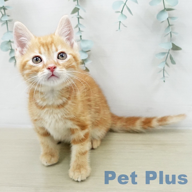 アメリカンショートヘアの写真2