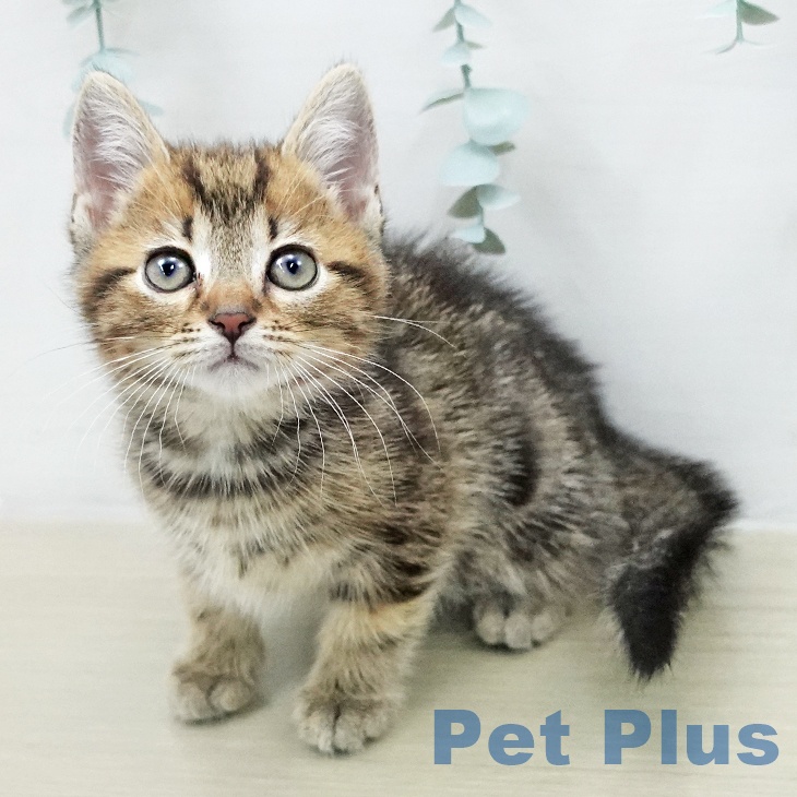 埼玉県のアメリカンショートヘアー (ペッツワン 浦和美園店/2026年2月6日生まれ/男の子/ブラウンタビー)の子猫の1枚目の画像
