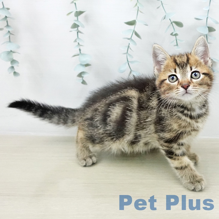 埼玉県のアメリカンショートヘアー (ペッツワン 浦和美園店/2026年2月6日生まれ/男の子/ブラウンタビー)の子猫の2枚目の画像