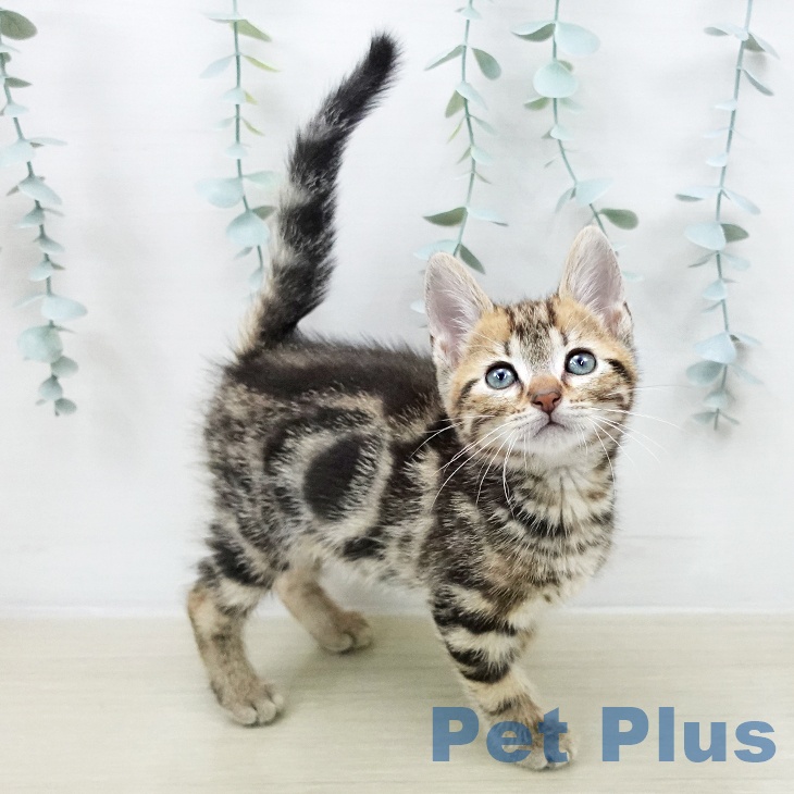 アメリカンショートヘアの写真2