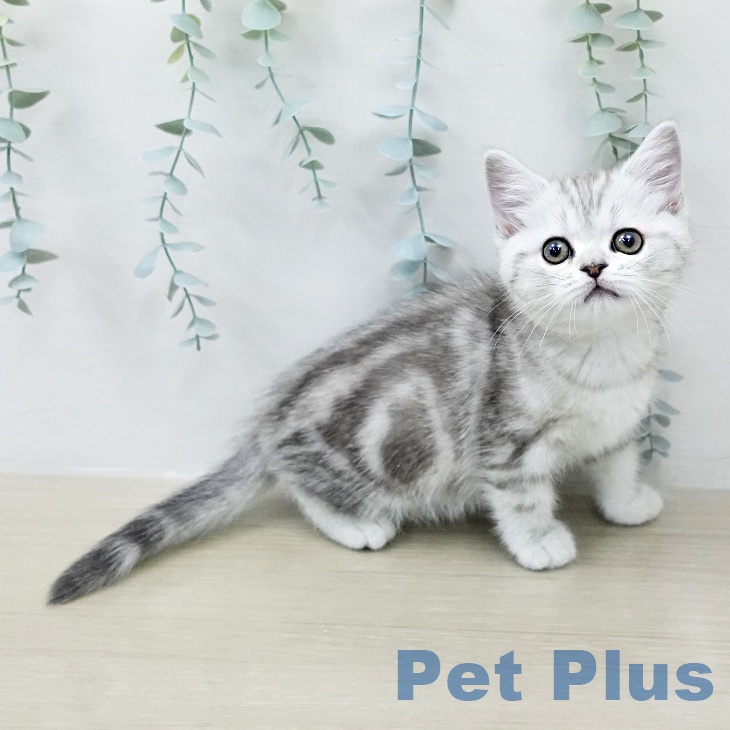 マンチカンの写真2