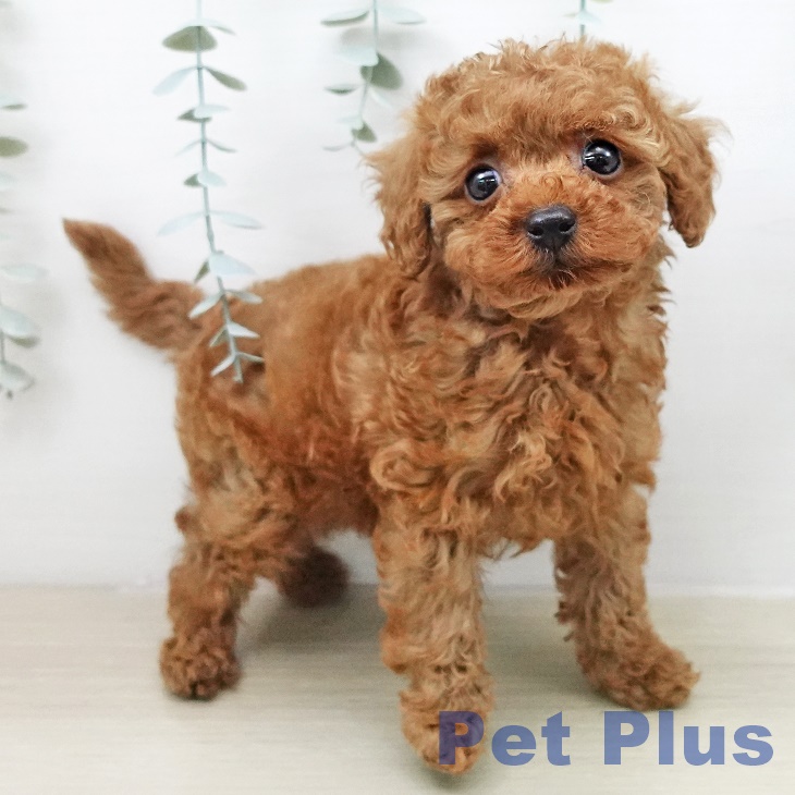 トイ・プードルの写真2