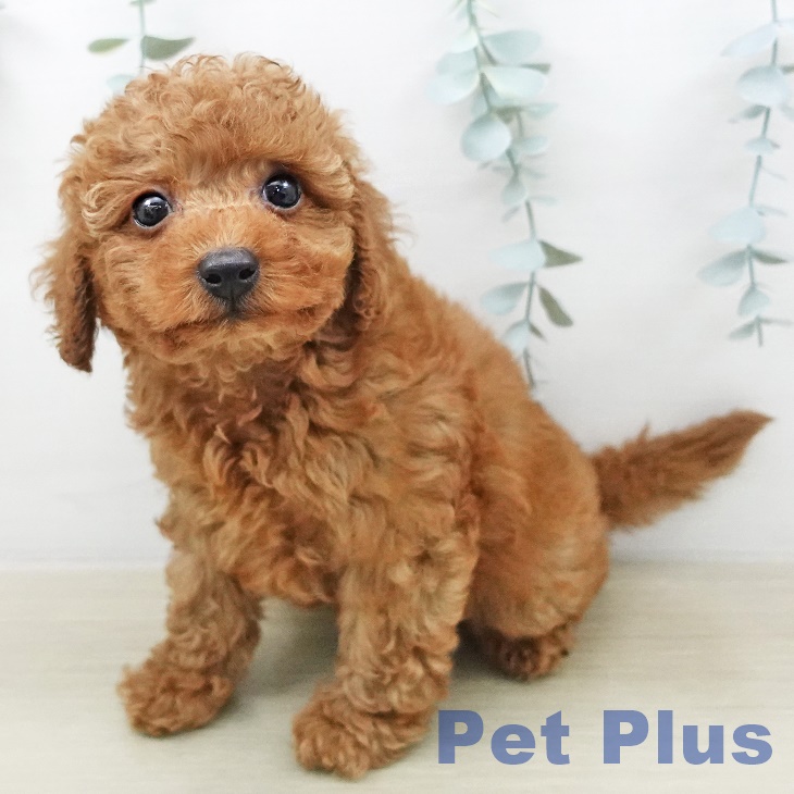 トイ・プードル