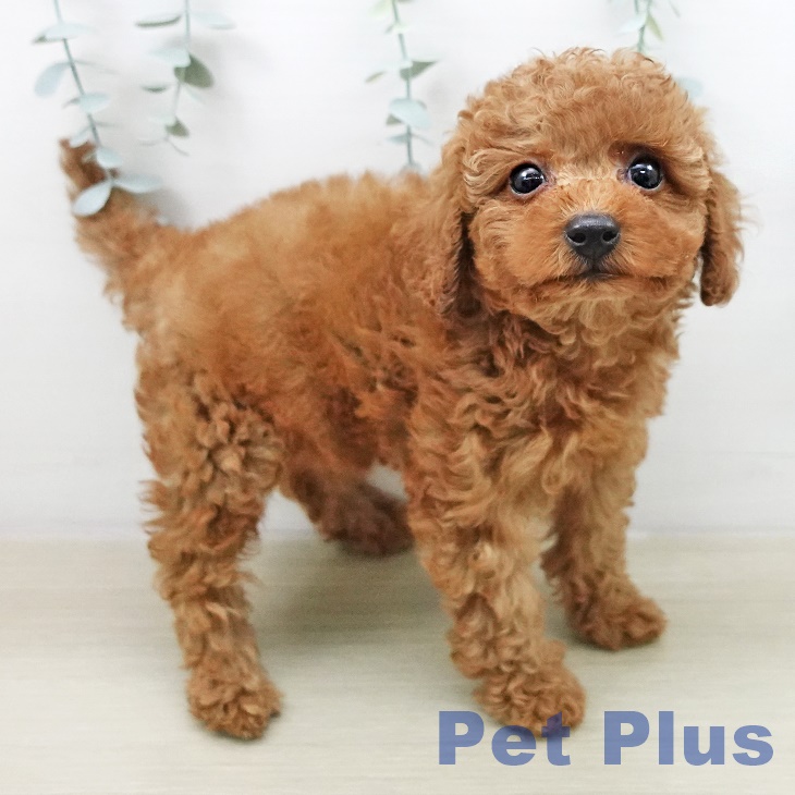 トイ・プードルの写真2