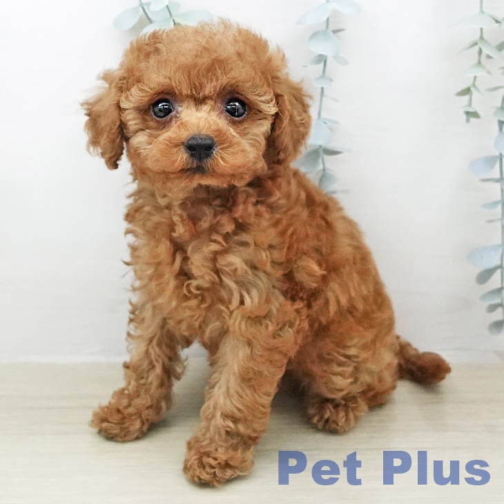 埼玉県のトイプードル(トイ) (ペットプラス イオンモール春日部店/2026年2月8日生まれ/女の子/レッド)の子犬の1枚目の画像