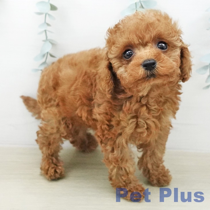 埼玉県のトイプードル(トイ) (ペットプラス イオンモール春日部店/2026年2月8日生まれ/女の子/レッド)の子犬の2枚目の画像