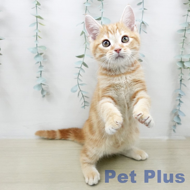 神奈川県のアメリカンショートヘアー (ペットプラス 天王町店/2026年1月29日生まれ/男の子/レッドタビー)の子猫の1枚目の画像