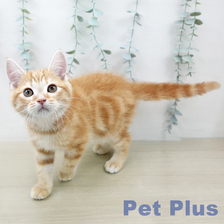 神奈川県のアメリカンショートヘアー (ペットプラス 天王町店/2026年1月29日生まれ/男の子/レッドタビー)の子猫の2枚目の画像