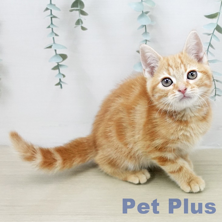 アメリカンショートヘア