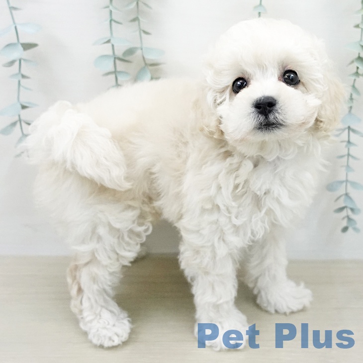 トイ・プードルの写真2