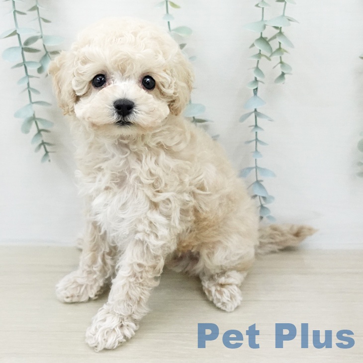 トイ・プードル