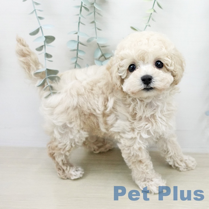 トイ・プードル