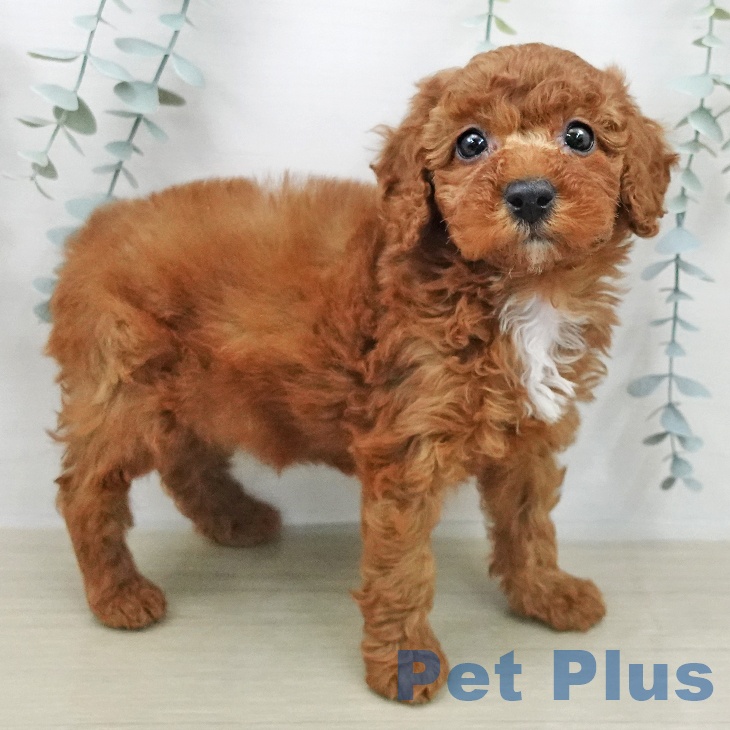 群馬県のトイプードル(トイ) (ペットプラス 前橋店/2026年2月7日生まれ/女の子/レッド)の子犬の1枚目の画像