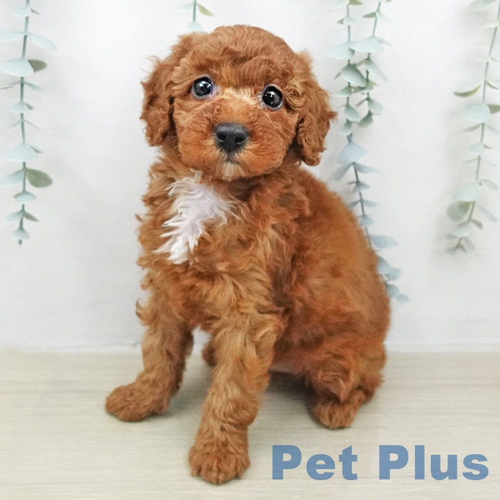 群馬県のトイプードル(トイ) (ペットプラス 前橋店/2026年2月7日生まれ/女の子/レッド)の子犬の2枚目の画像