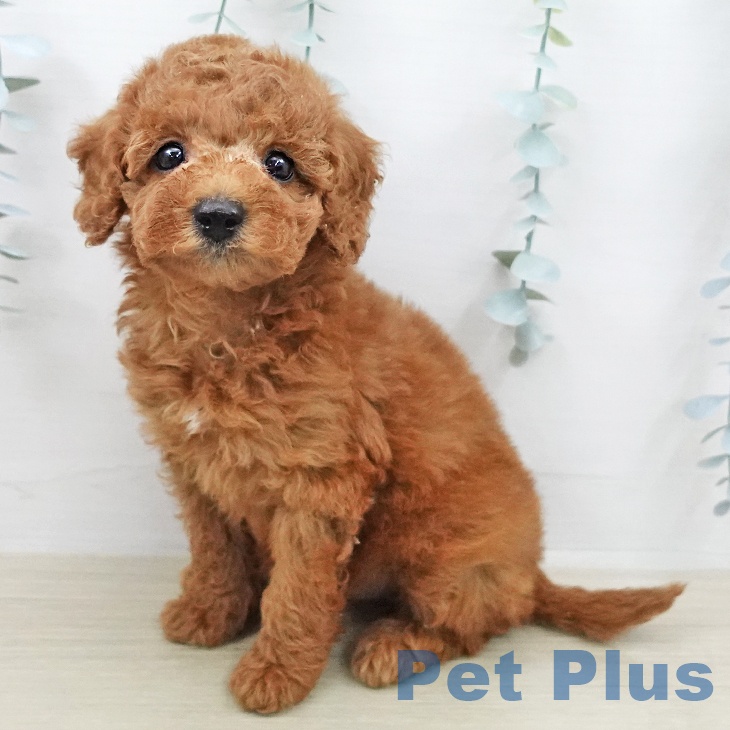 東京都のトイプードル(トイ) (ペットプラス 東久留米店/2026年2月7日生まれ/女の子/レッド)の子犬の1枚目の画像