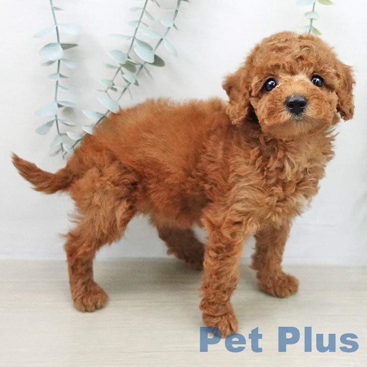 東京都のトイプードル(トイ) (ペットプラス 東久留米店/2026年2月7日生まれ/女の子/レッド)の子犬の2枚目の画像