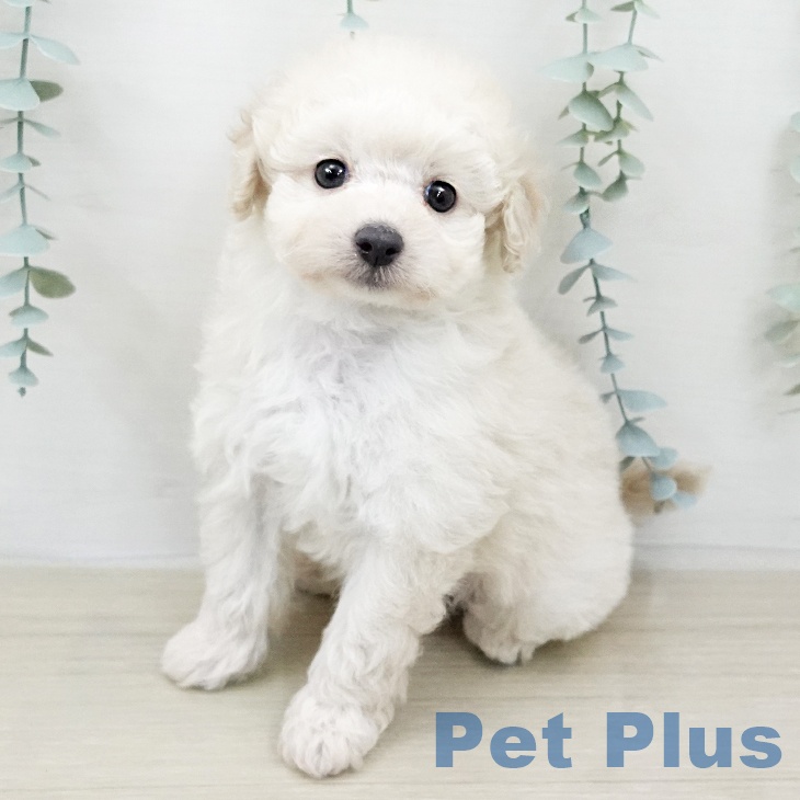 東京都のトイプードル(トイ) (ペットプラス 立川高島屋S.C.店/2026年2月5日生まれ/女の子/クリーム)の子犬の1枚目の画像