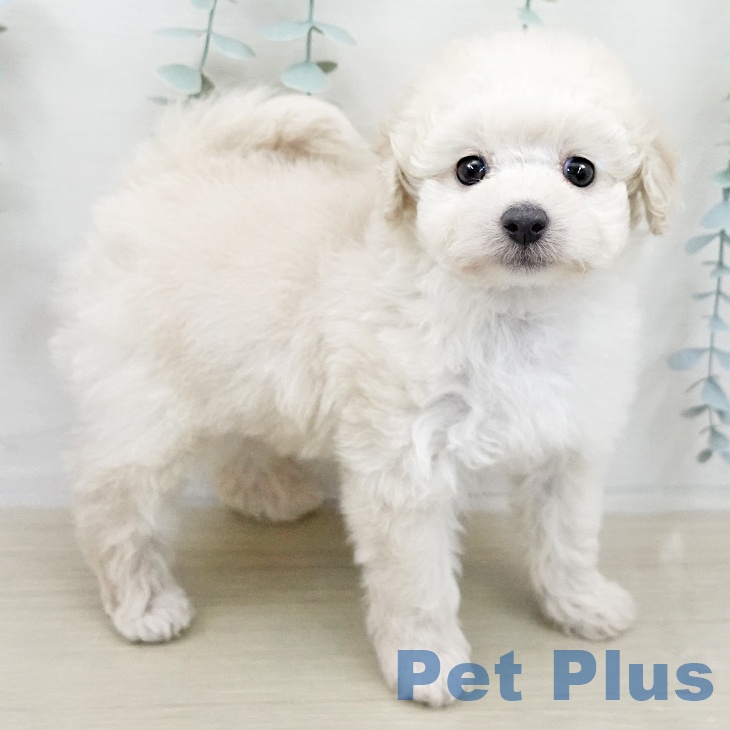 東京都のトイプードル(トイ) (ペットプラス 立川高島屋S.C.店/2026年2月5日生まれ/女の子/クリーム)の子犬の2枚目の画像