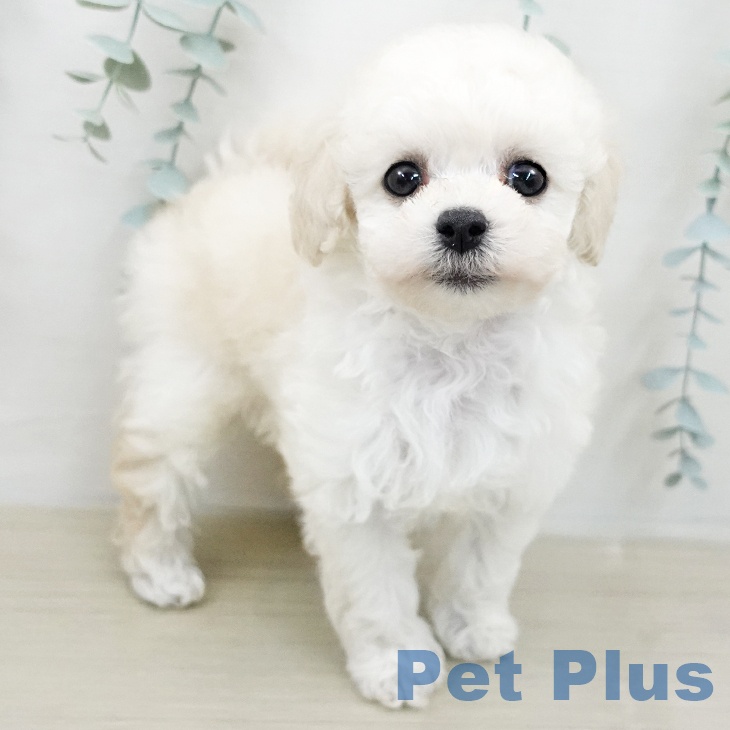 千葉県のトイプードル(トイ) (ペットプラス 幕張新都心店/2026年2月5日生まれ/女の子/ホワイト)の子犬の1枚目の画像