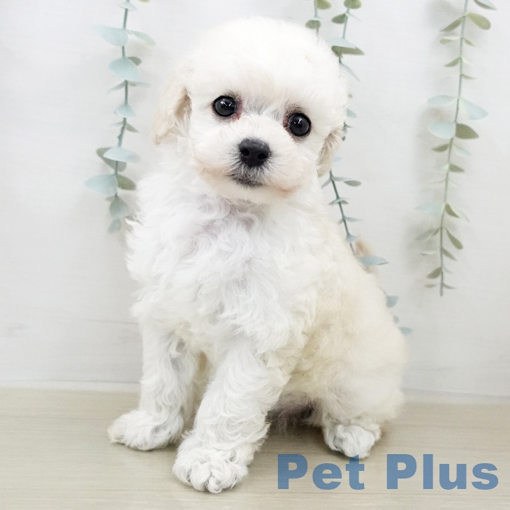 千葉県のトイプードル(トイ) (ペットプラス 幕張新都心店/2026年2月5日生まれ/女の子/ホワイト)の子犬の2枚目の画像