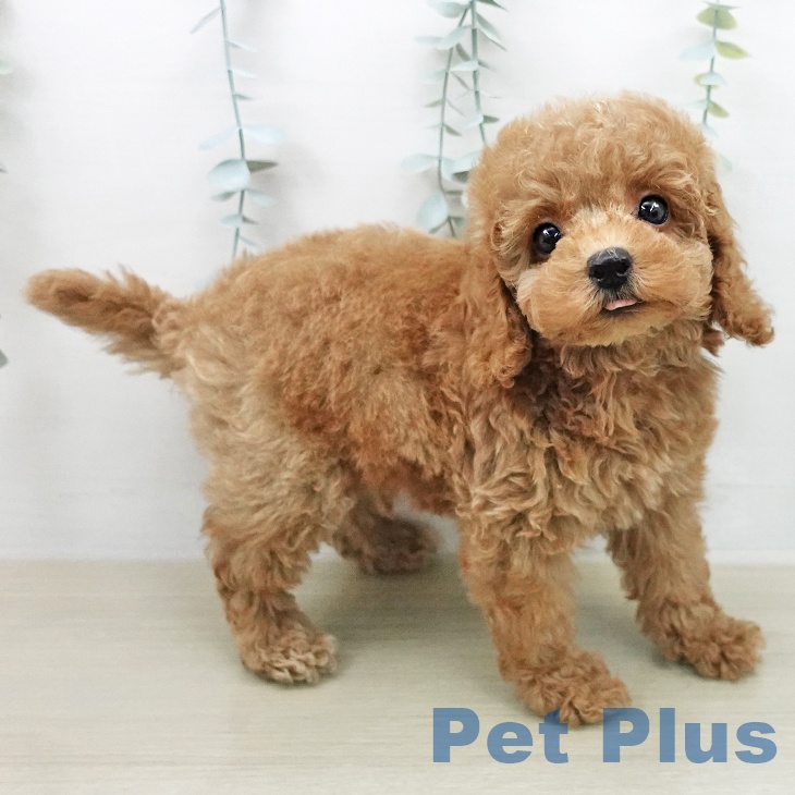 トイ・プードルの写真2