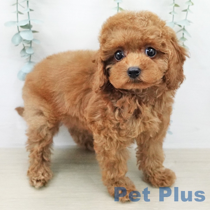 埼玉県のトイプードル(トイ) (ペットプラス 川口店/2026年2月8日生まれ/女の子/レッド)の子犬の1枚目の画像