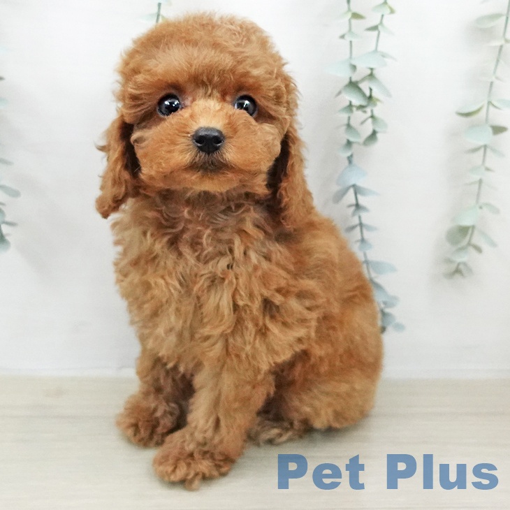 埼玉県のトイプードル(トイ) (ペットプラス 川口店/2026年2月8日生まれ/女の子/レッド)の子犬の2枚目の画像