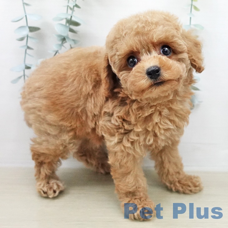 埼玉県のトイプードル(トイ) (ペットプラス 浦和美園店/2026年2月8日生まれ/女の子/レッド)の子犬