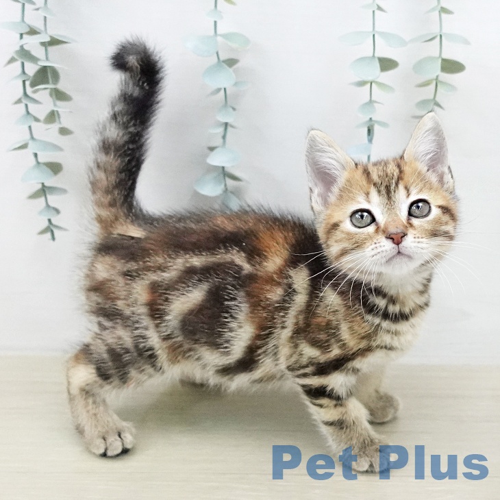 アメリカンショートヘアの写真2