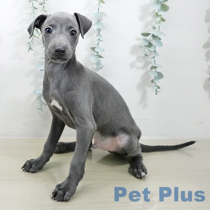 イタリアン・グレーハウンド