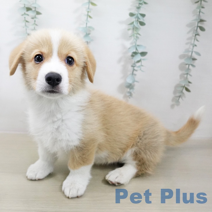 ウェルシュ・コーギー・ペンブローク