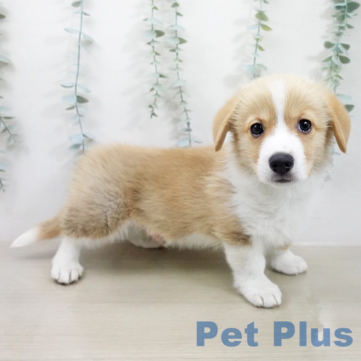 ウェルシュ・コーギー・ペンブローク