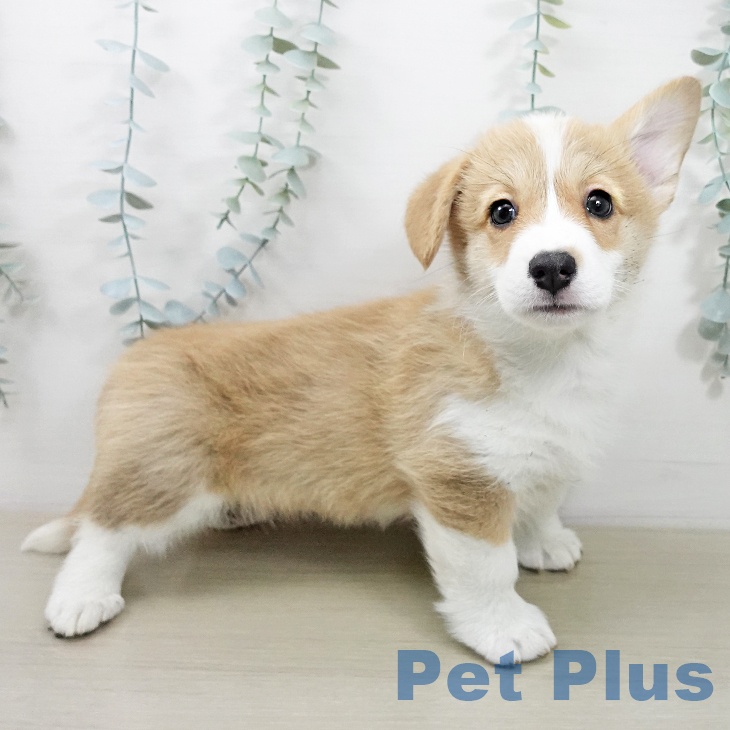 ウェルシュ・コーギー・ペンブロークの写真2