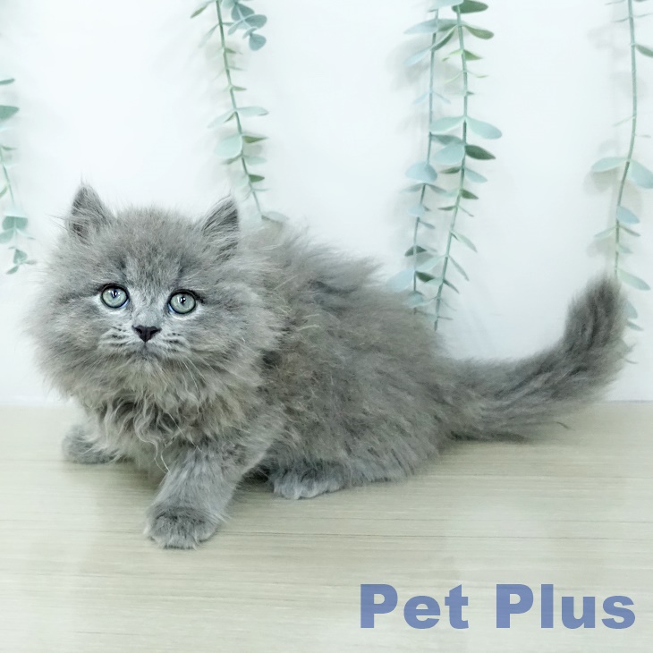 ミヌエットの写真2