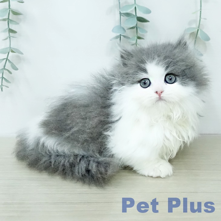 ミヌエットの写真2