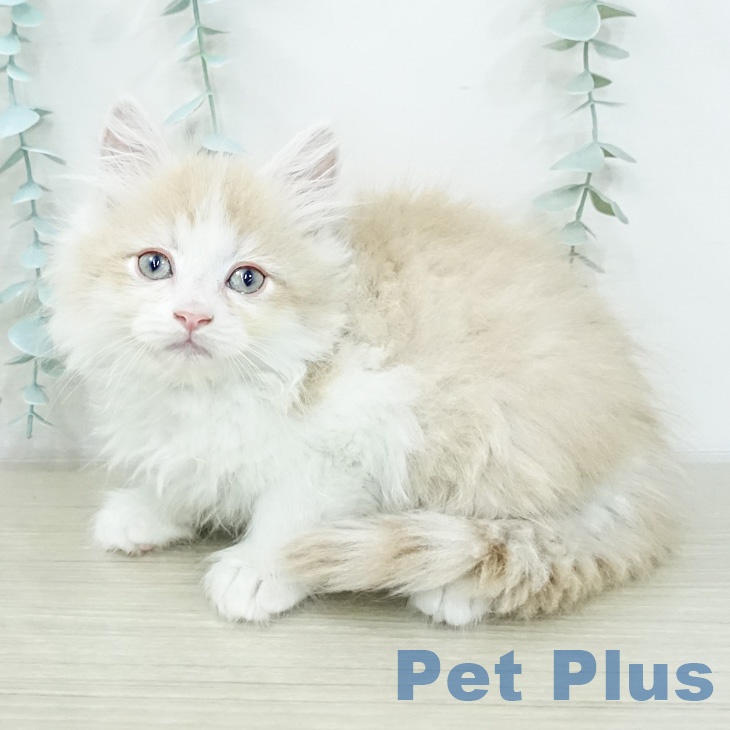 ラガマフィンの写真2