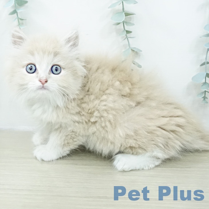 ラガマフィンの写真2