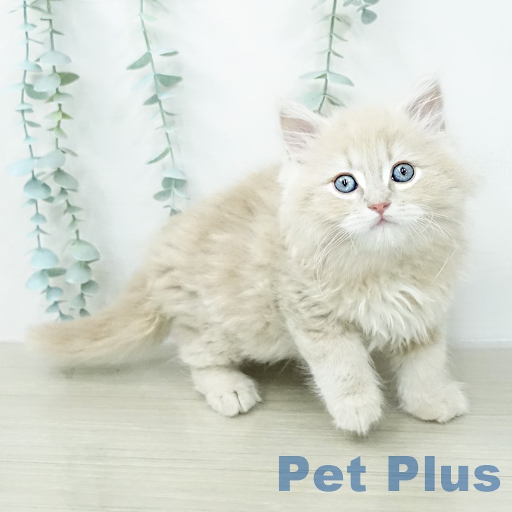 ラガマフィンの写真2