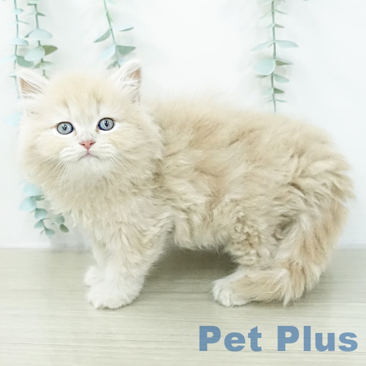 神奈川県のラガマフィン (ペッツワン 小田原店/2026年2月11日生まれ/女の子/クリームタビー)の子猫の1枚目の画像