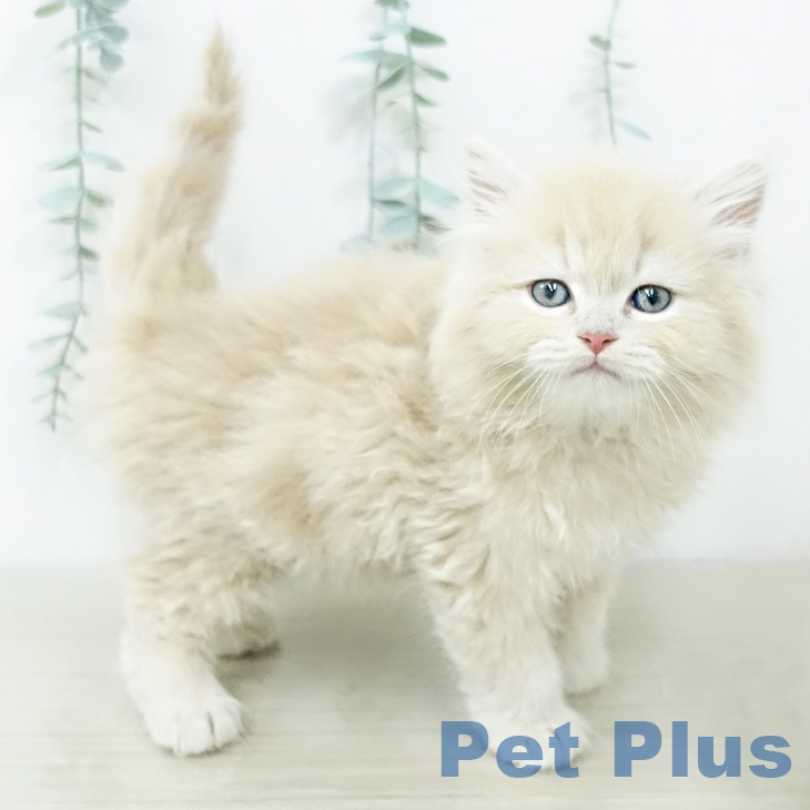 神奈川県のラガマフィン (ペッツワン 小田原店/2026年2月11日生まれ/女の子/クリームタビー)の子猫の2枚目の画像