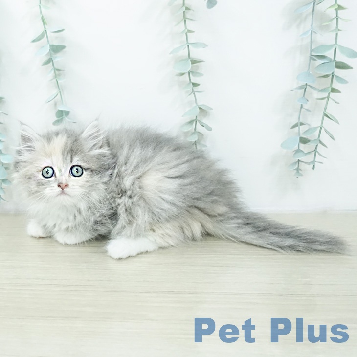 ラガマフィンの写真2