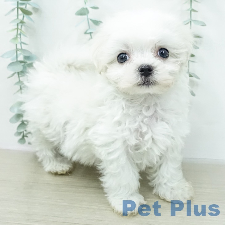 マルチーズの写真2