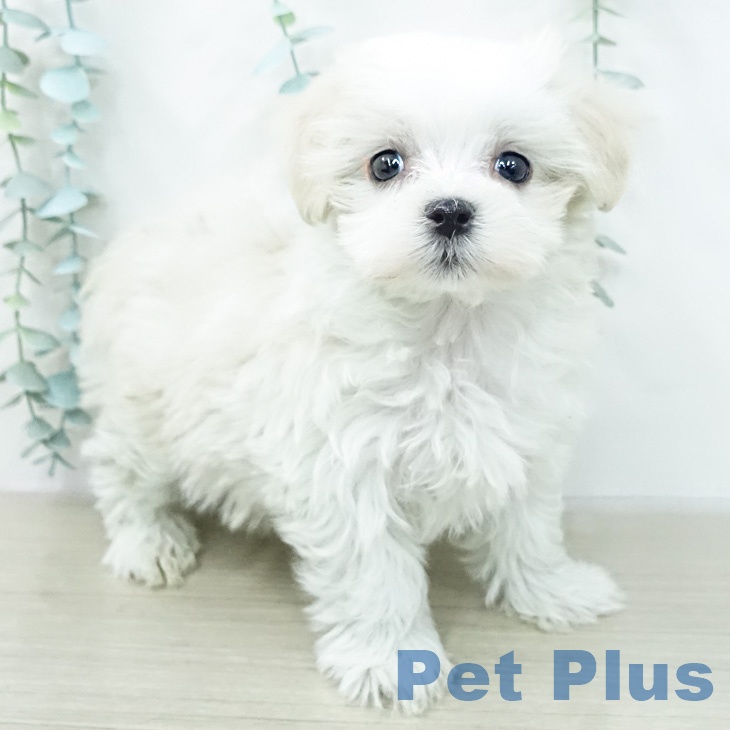 神奈川県のマルチーズ (ペッツワン 小田原店/2026年2月13日生まれ/女の子/ホワイト)の子犬の1枚目の画像