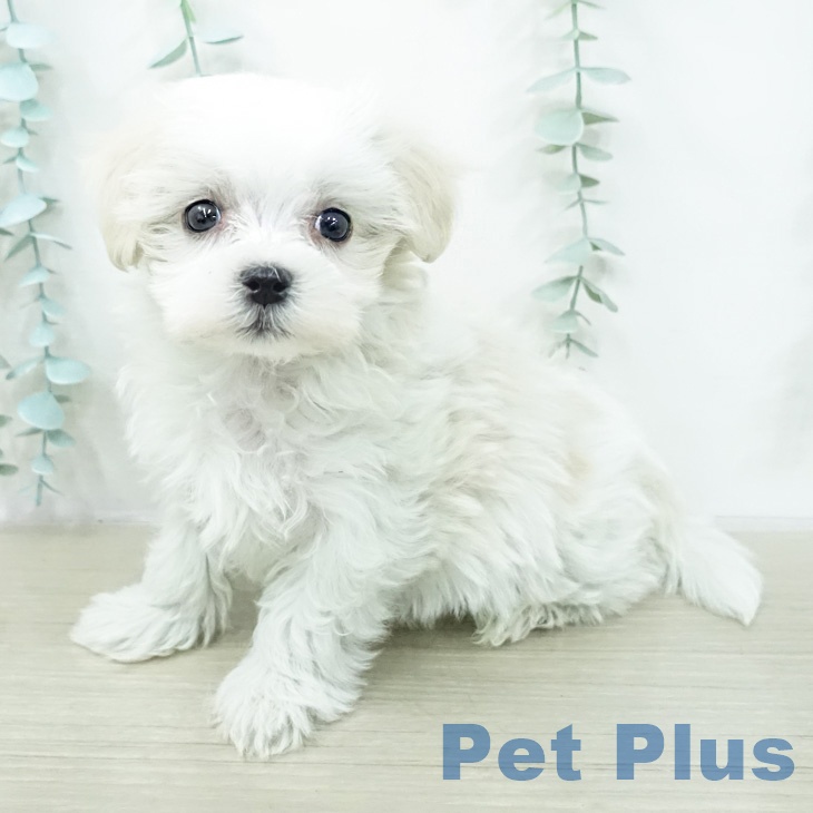 神奈川県のマルチーズ (ペッツワン 小田原店/2026年2月13日生まれ/女の子/ホワイト)の子犬の2枚目の画像