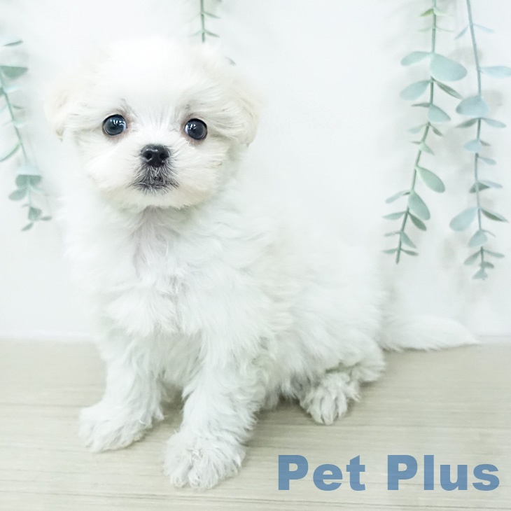 神奈川県のマルチーズ (ペッツワン 小田原店/2026年2月13日生まれ/女の子/ホワイト)の子犬の1枚目の画像