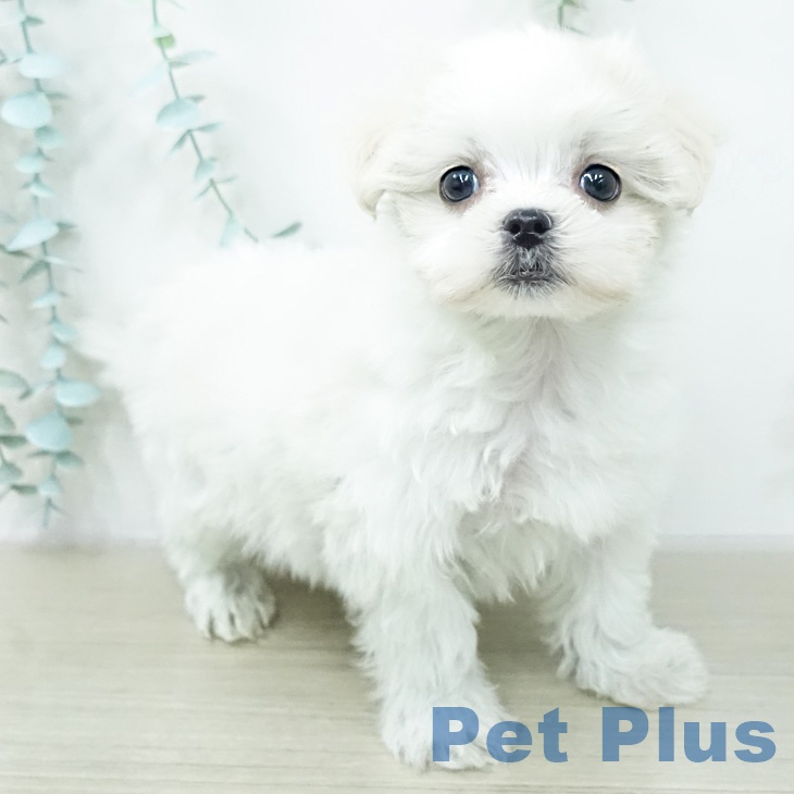 神奈川県のマルチーズ (ペッツワン 小田原店/2026年2月13日生まれ/女の子/ホワイト)の子犬の2枚目の画像